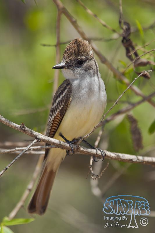 Ash-Throated Flycatcher - Myiarchus cinerascens