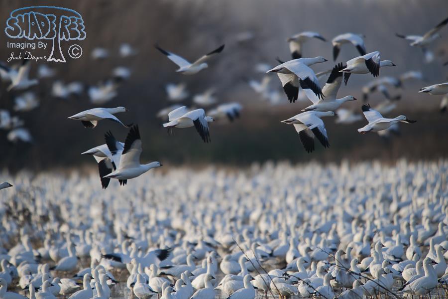 Ross's Goose - Chen rossii