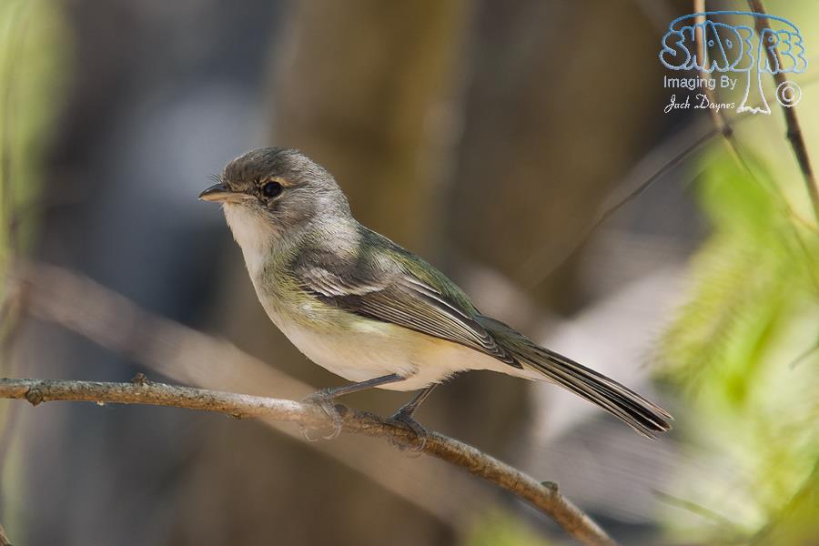 Bell's Vireo - Vireo bellii