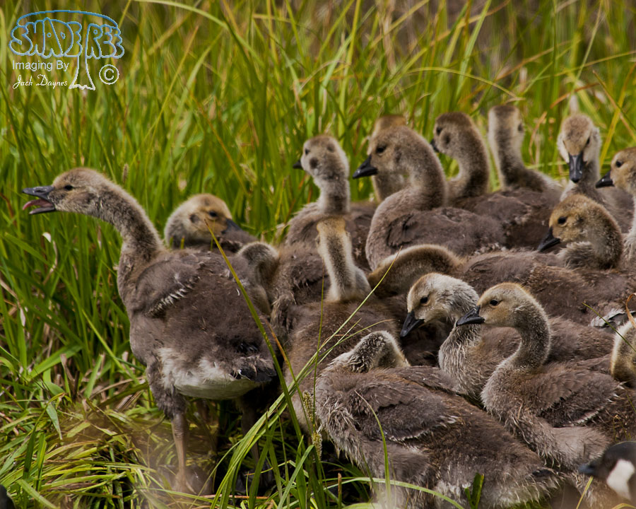 Canada Goose - Branta canadensis