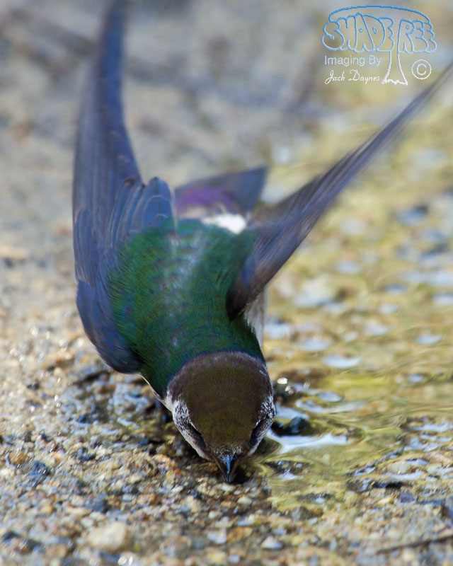 Violet-Green Swallow - Tachycineta thalassina