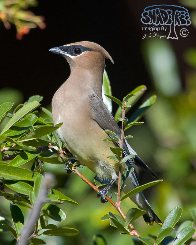 Cedar Waxwing - Bombycilla cedrorum