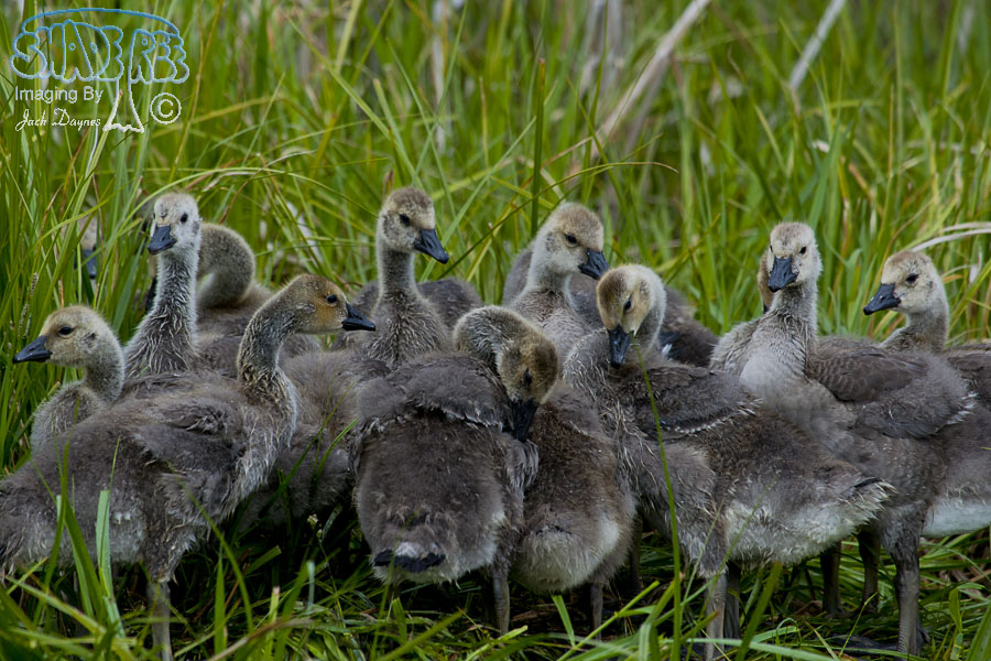 Canada Goose - Branta canadensis