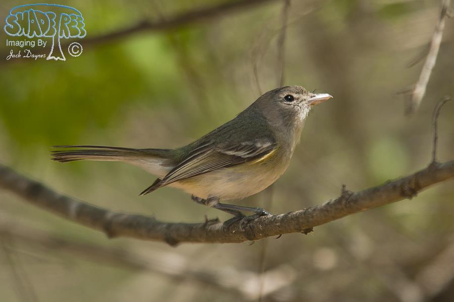Bell's Vireo - Vireo bellii