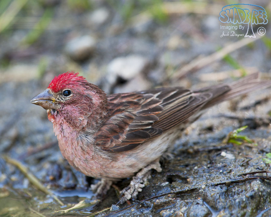 Cassin's Finch - Haemorhous cassinii