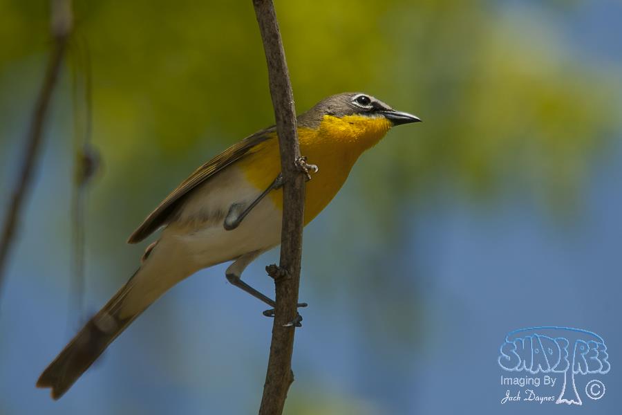 Yellow-Breasted Chat - Icteria virens