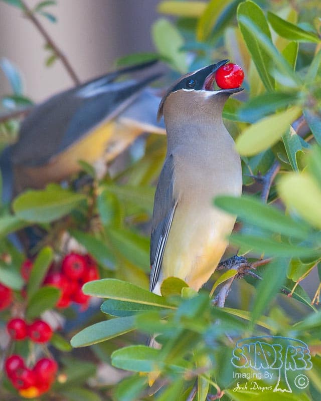 Cedar Waxwing - Bombycilla cedrorum