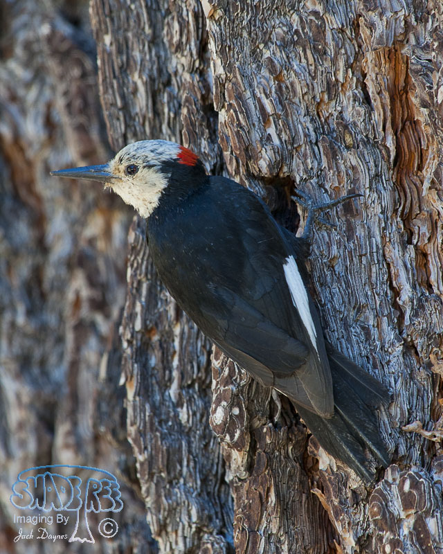 White-Headed Woodpecker - Leuconotopicus albolarvatus