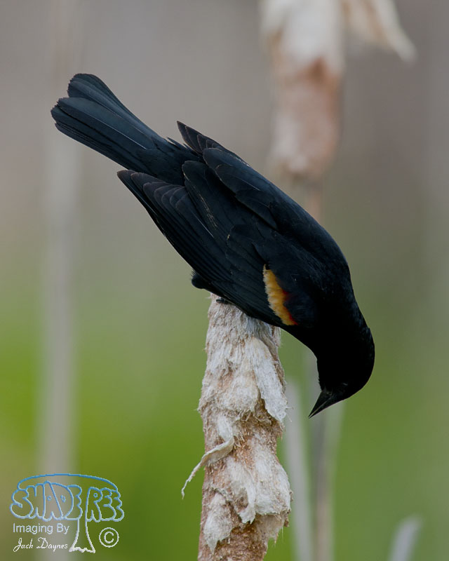 Red-Winged Blackbird - Agelaius phoeniceus