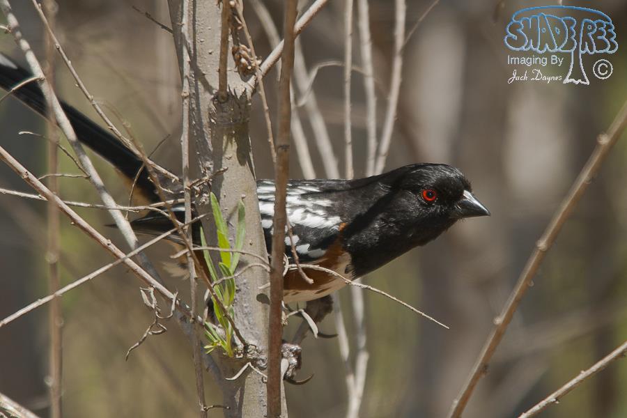 Spotted Towhee - Pipilo maculatus