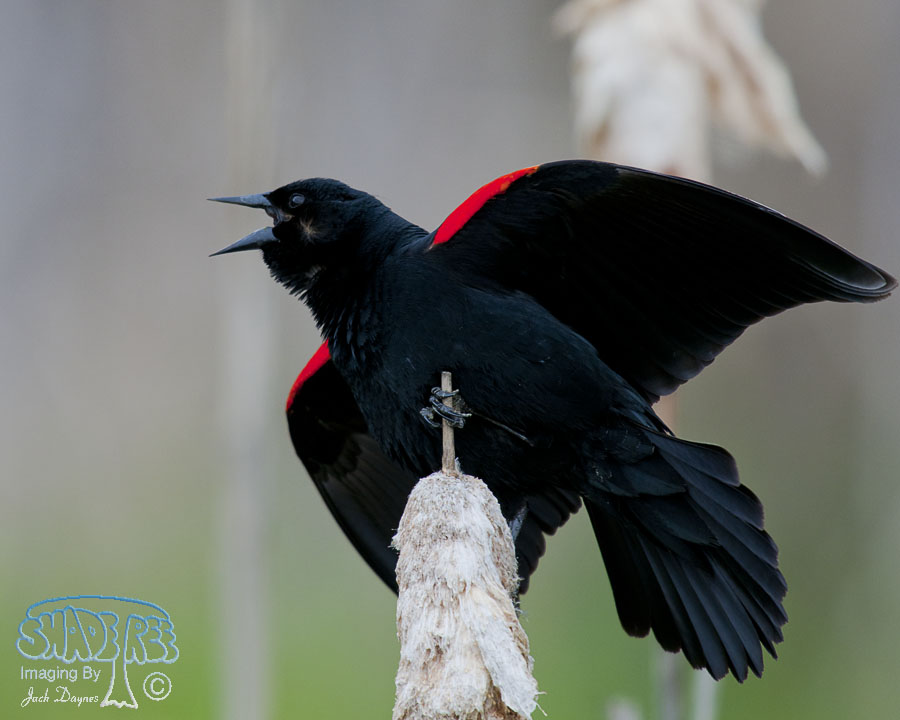 Red-Winged Blackbird - Agelaius phoeniceus