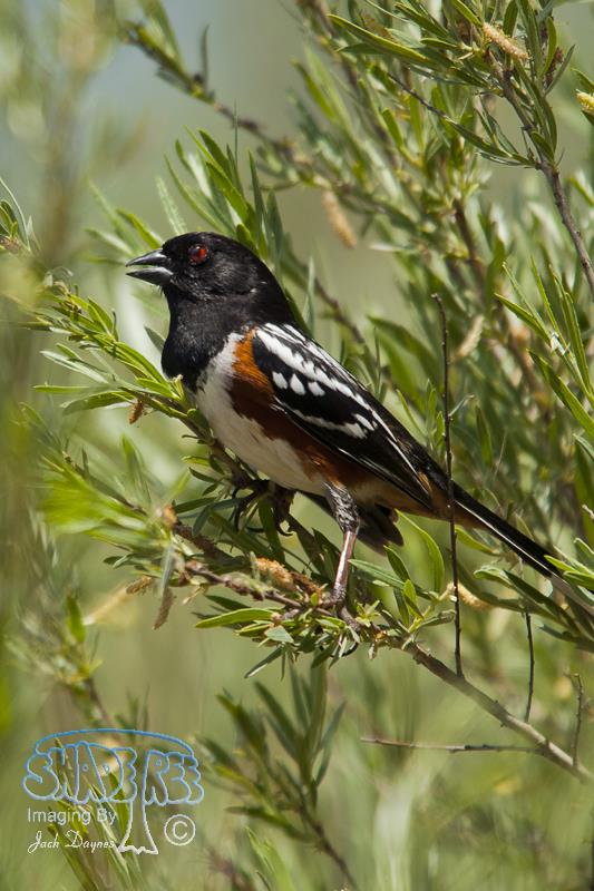 Spotted Towhee - Pipilo maculatus