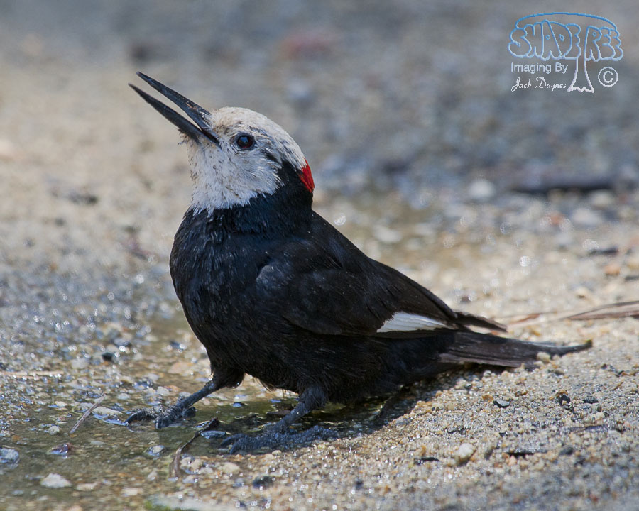 White-Headed Woodpecker - Leuconotopicus albolarvatus