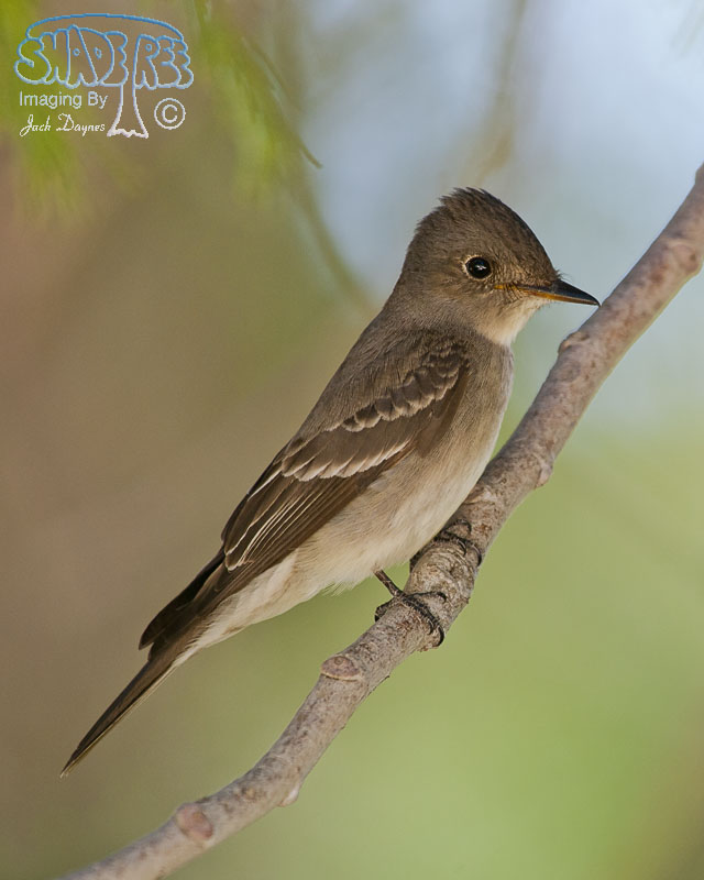 Western Wood-Pewee - Contopus sordidulus