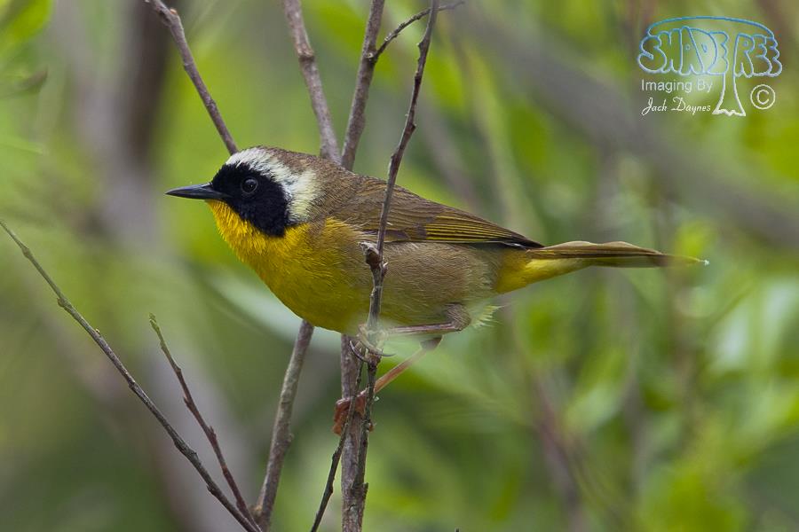 Common Yellowthroat - Geothlypis trichas