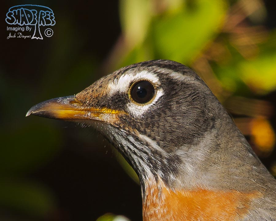 American Robin - Turdus migratorius