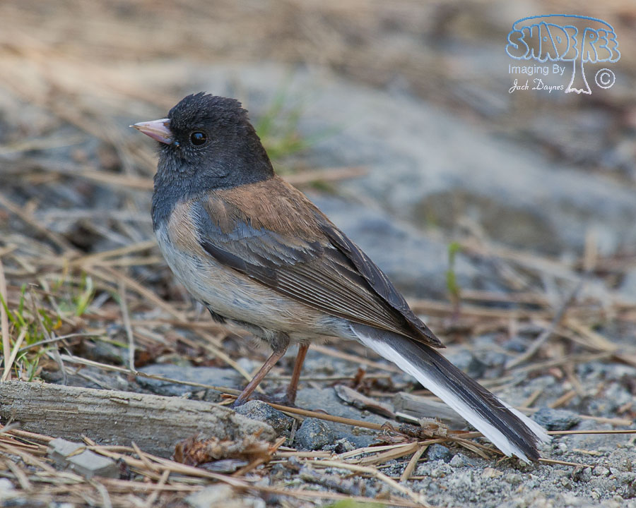 Dark-Eyed Junco - Junco hyemalis