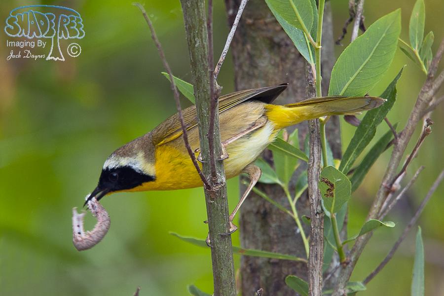 Common Yellowthroat - Geothlypis trichas