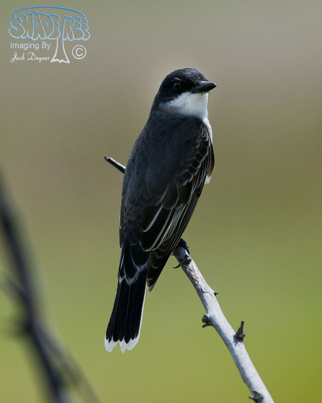Eastern Kingbird - Tyrannus tyrannus