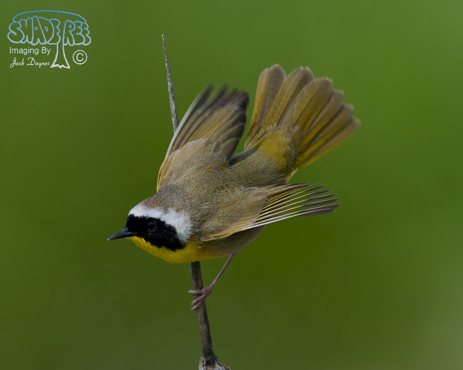 Common Yellowthroat - Geothlypis trichas