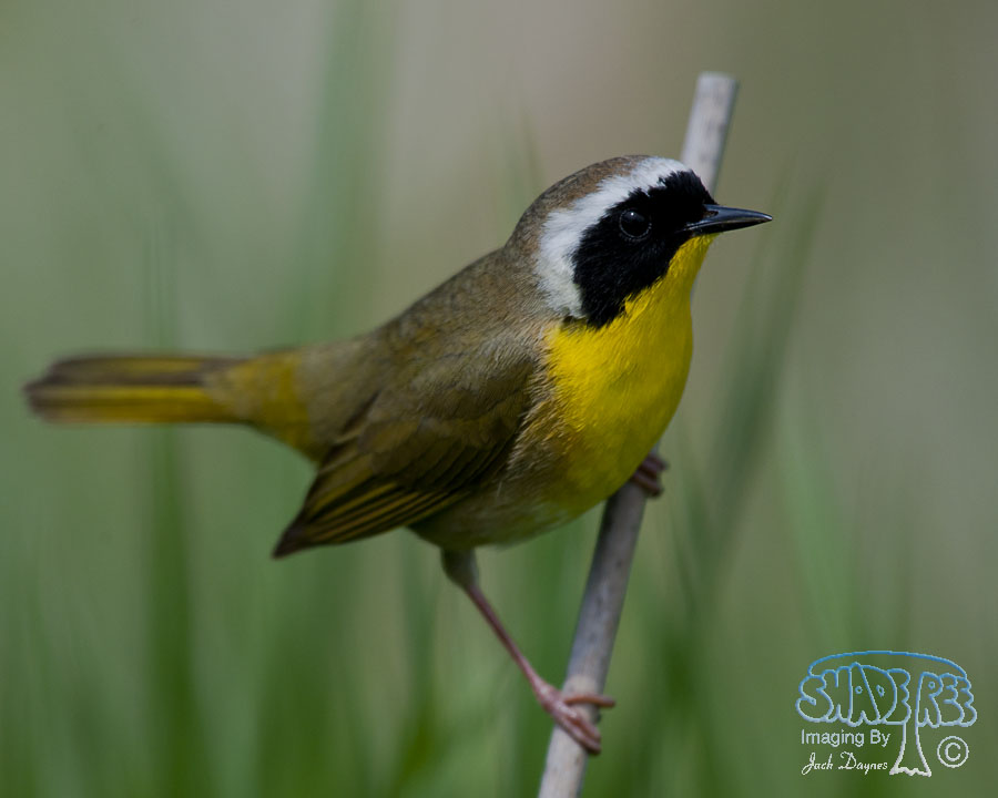 Common Yellowthroat - Geothlypis trichas