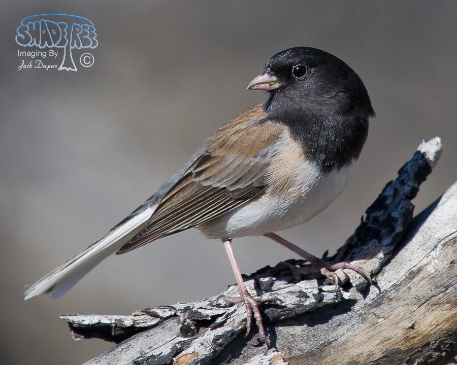 Dark-Eyed Junco - Junco hyemalis