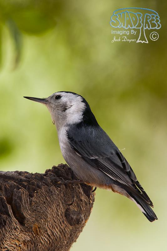 White-Breasted Nuthatch - Sitta carolinensis