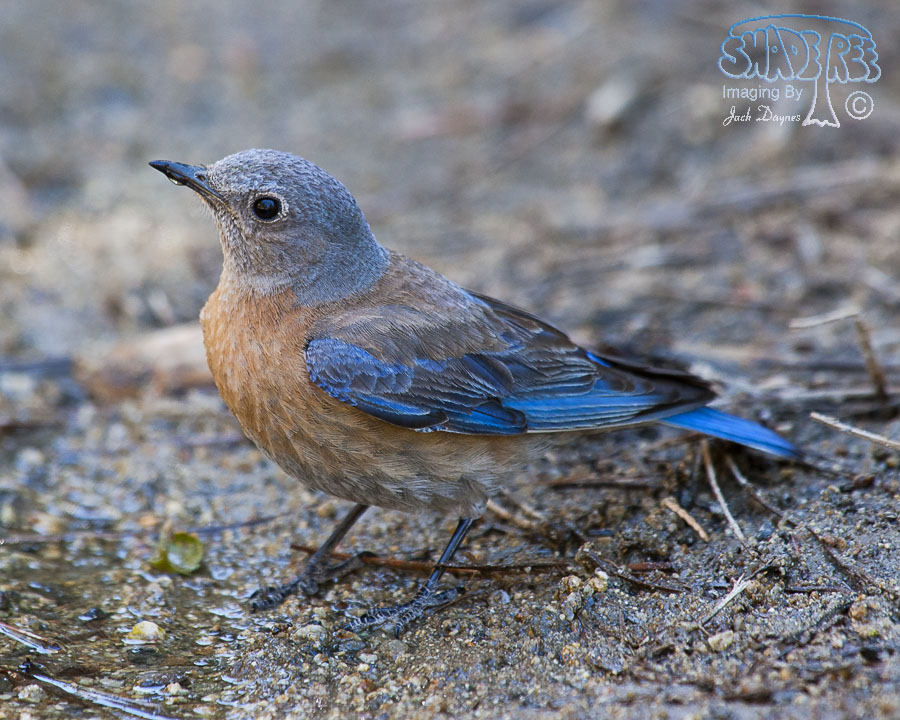 Western Bluebird - Sialia mexicana