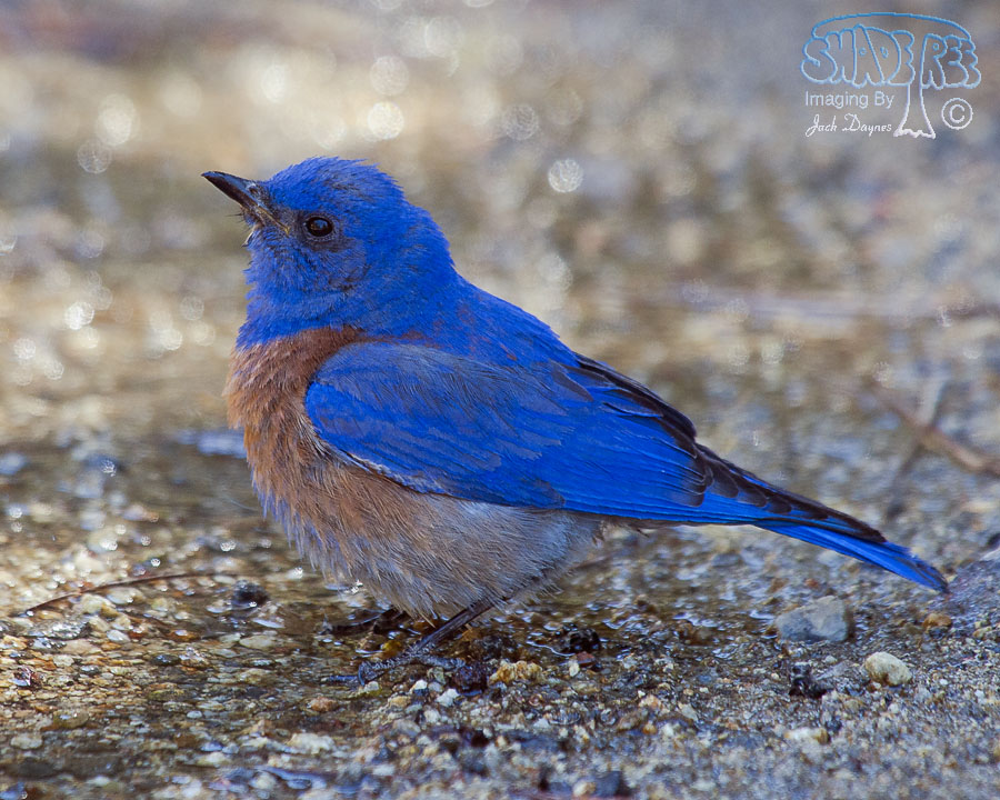 Western Bluebird - Sialia mexicana
