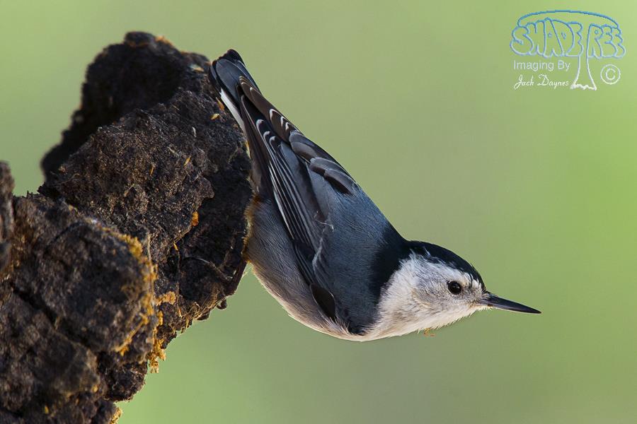 White-Breasted Nuthatch - Sitta carolinensis