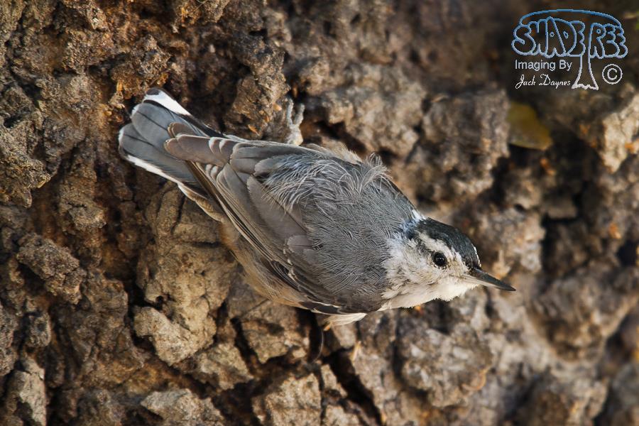 White-Breasted Nuthatch - Sitta carolinensis