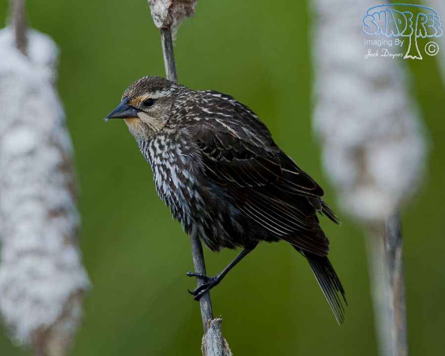 Red-Winged Blackbird - Agelaius phoeniceus