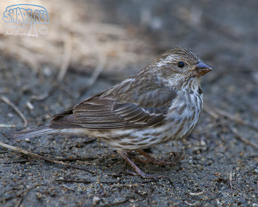 Purple Finch - Haemorhous purpureus