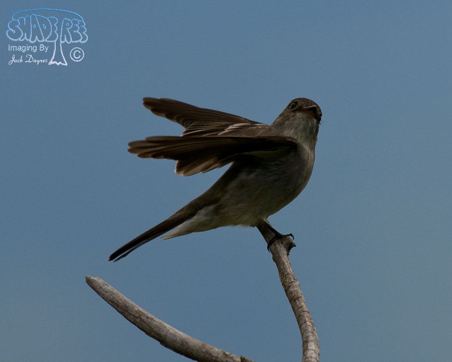 Western Wood-Pewee - Contopus sordidulus