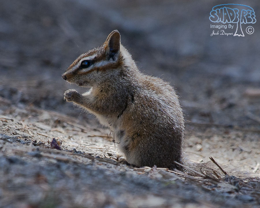 California Chipmunk - Neotamias obscurus