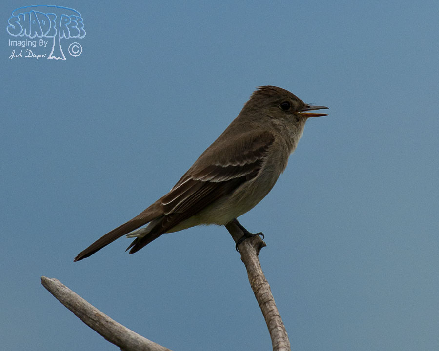 Western Wood-Pewee - Contopus sordidulus