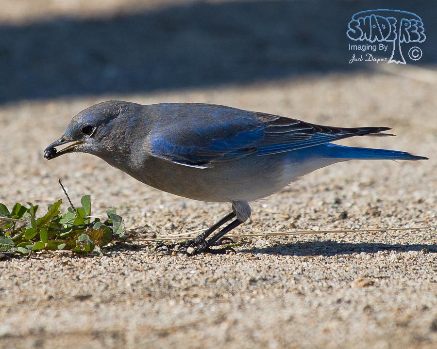 Mountain Bluebird - Sialia currucoides