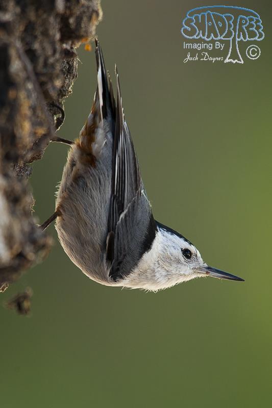 White-Breasted Nuthatch - Sitta carolinensis