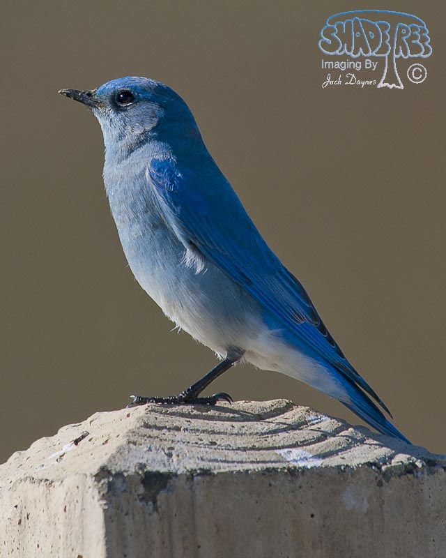 Mountain Bluebird - Sialia currucoides