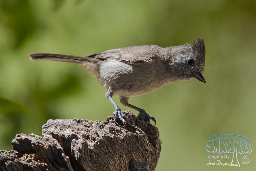 Oak Titmouse - Baeolophus inornatus