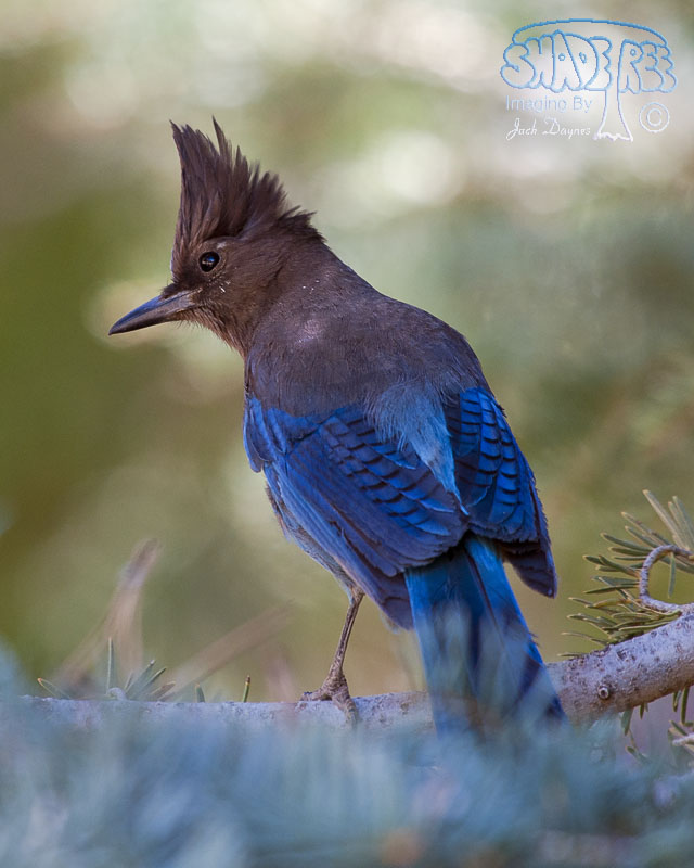 Steller's Jay - Cyanocitta stelleri