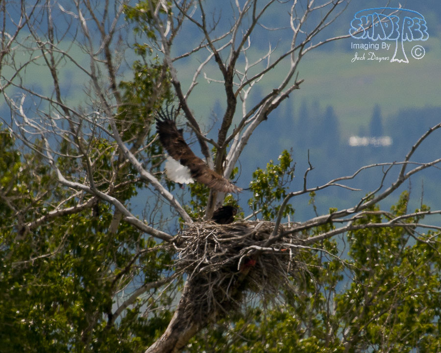 Bald Eagle - Haliaeetus leucocephalus
