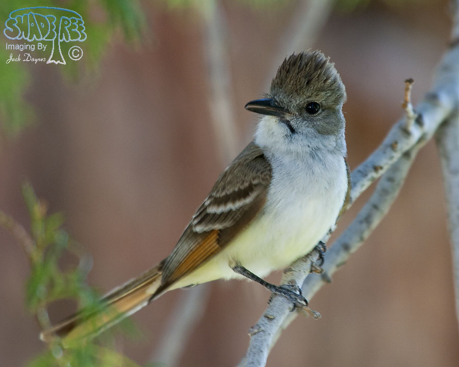 Ash-Throated Flycatcher - Myiarchus cinerascens