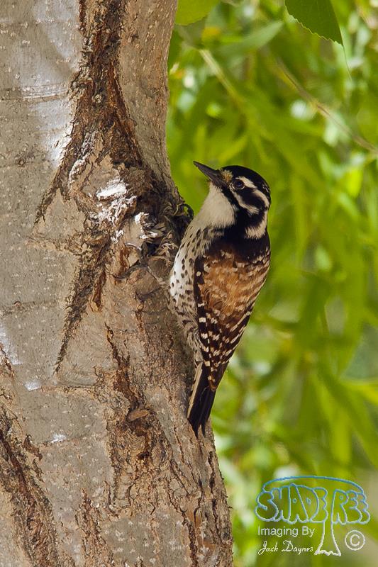 Nuttall's Woodpecker - Dryobates nuttallii