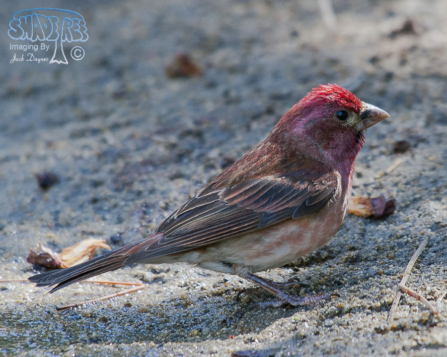 Purple Finch - Haemorhous purpureus