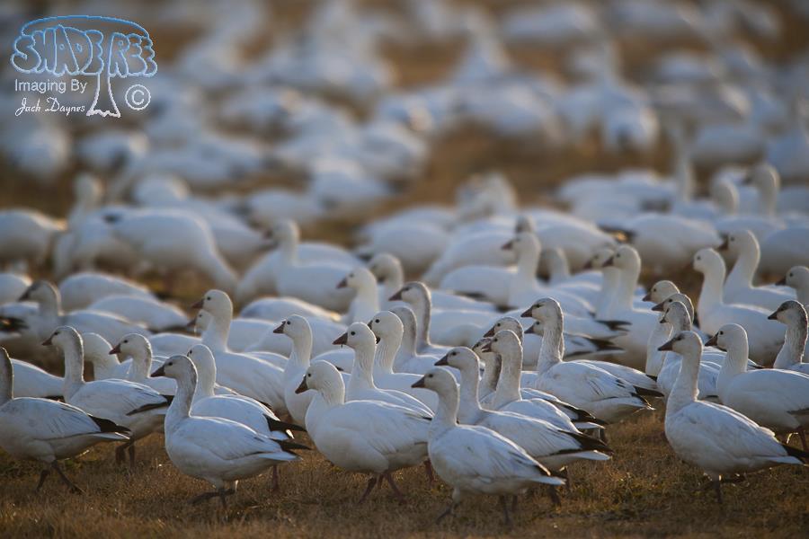 Ross's Goose - Chen rossii