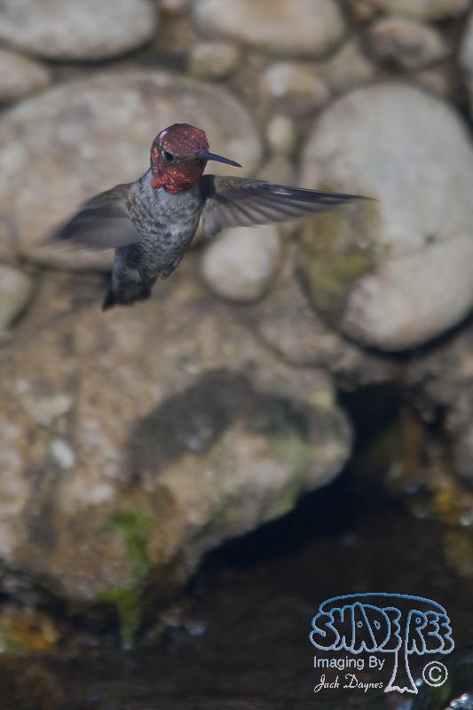 Anna's Hummingbird - Calypte anna