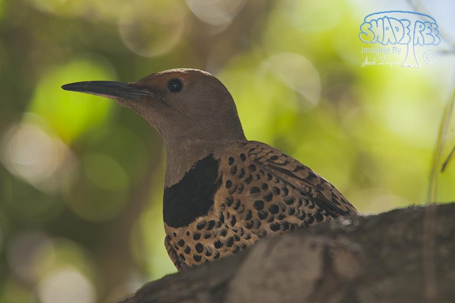 Northern Flicker - Colaptes auratus