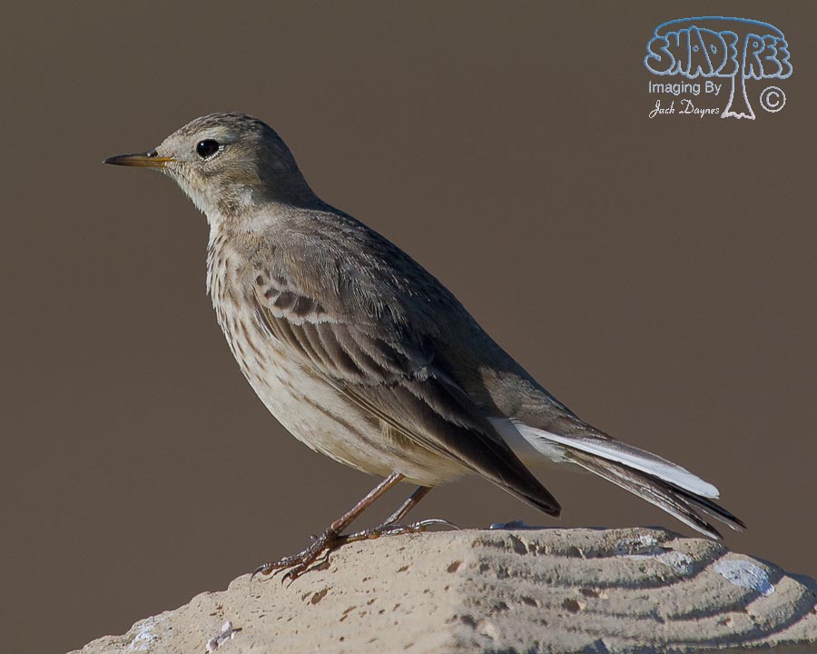 American Pipit - Anthus rubescens