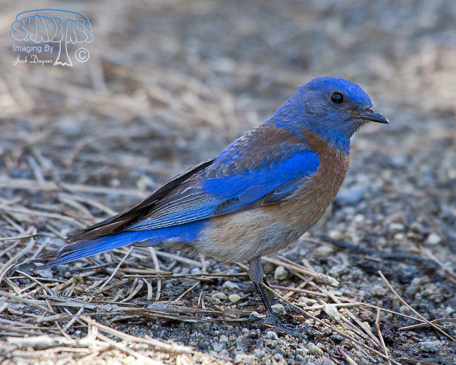 Western Bluebird - Sialia mexicana